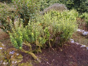 rhododendrons and azaleas cut back in the Rockery