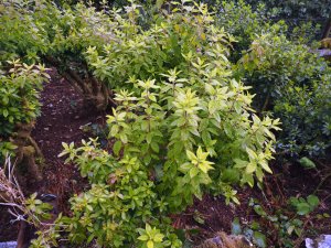 rhododendrons and azaleas cut back in the Rockery