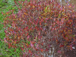 Rhododendron canadense