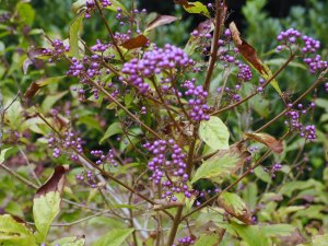 Callicarpa shirasawana