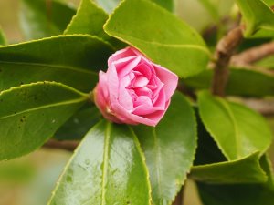 Camellia sasanqus ‘Showa-no-sake’