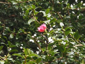 Camellia xwilliamsii ‘November Pink’