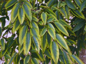 Carpinus japonica