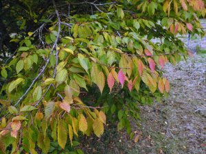 Carpinus tschonoskii