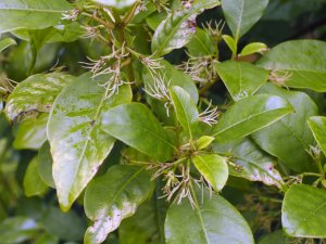 Coprosma grandiflora