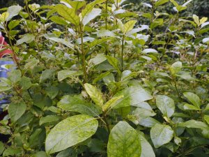 Coprosma grandiflora