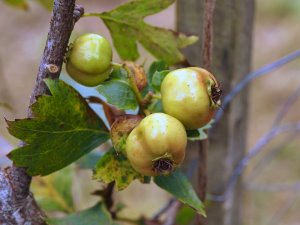 Crataegus pontica