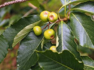 Sorbus eleonorae