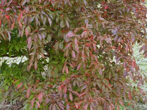 Stewartia monodelpha