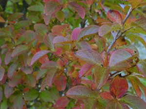 Stewartia pseudocamellia