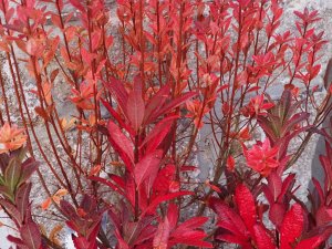 Azalea ‘Koster’s Brilliant Red’