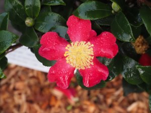 Camellia ‘Yuletide’