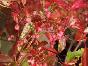 Euonymus hamiltonianus ‘Indian Summer’