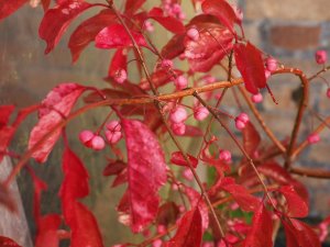 Euonymus hamiltonianus ‘Indian Summer’