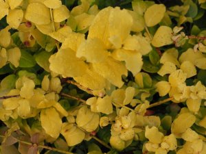 Euonymus moupinensis