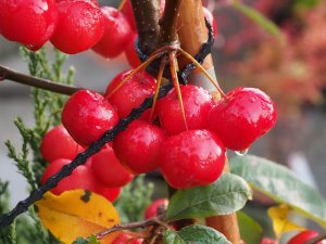 Malus ‘Red Sentinel’