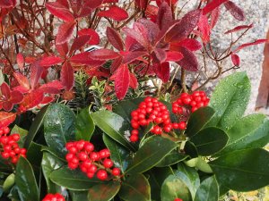 Skimmia japonica ‘Veitchii’ and Azalea ‘Koster’s Brilliant Red’