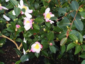 Camellia sasanqua ‘Rainbow’