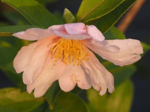 Camellia sasanqua ‘Shinonome’