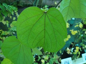 Cercis glabra