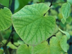 Cercis siliquastrum