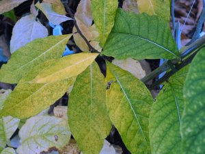 Chionanthus virginicus