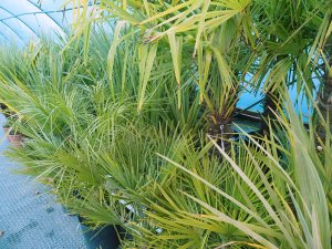 Cordyline and Trachycarpus