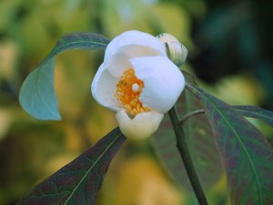 Franklinia alatamaha