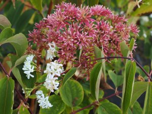 Heptacodium miconioides