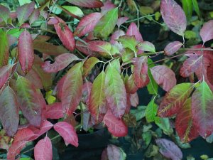 Oxydendrum arboreum