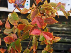 Photinia villosa var. coreana