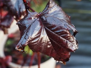 Physocarpus opulifolius ‘Diabolo’