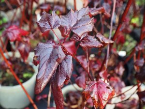 Physocarpus opulifolius ‘Diabolo’