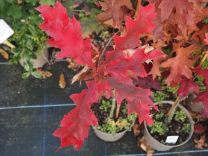 Quercus coccinea