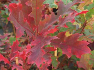 Quercus coccinea