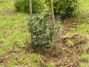 Crinodendron Hedge