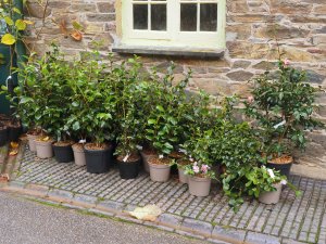 new (to us) varieties of camellias