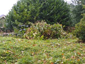 Piles of brambles