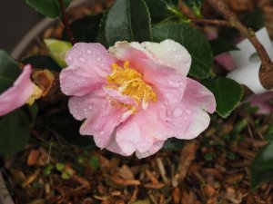 Camellia sasanqua ‘Mahe’