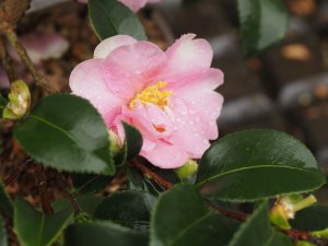 Camellia sasanqua ‘Mahe’