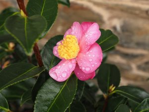 Camellia sasanqua ‘Ile Wrac’h’