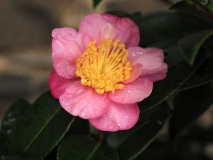 Camellia sasanqua ‘Ile Wrac’h’