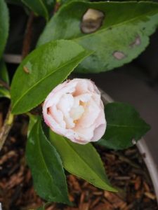 Camellia sasanqua ‘Waterfall White’