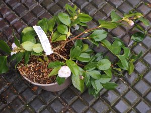 Camellia sasanqua ‘Waterfall White’