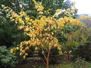 Acer rufinerve ‘Erythrocladum’