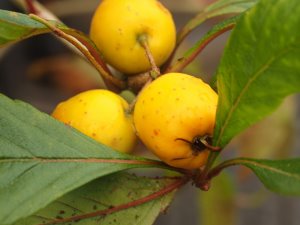 Crataegus mexicana f. stipulacea