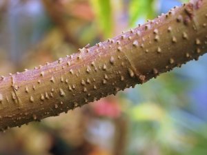 Debregeasia longifolia (BSWJ 11686)