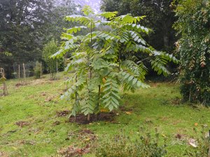 Juglans major