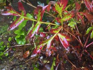 Paeonia ludlowii