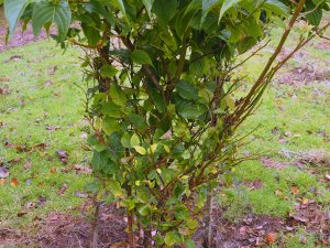 Stachyurus macrocarpus